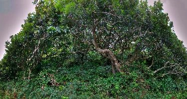 Old Wood.jpg